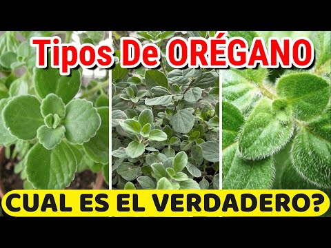 Video: Qué es el orégano ornamental: aprenda a cultivar orégano ornamental