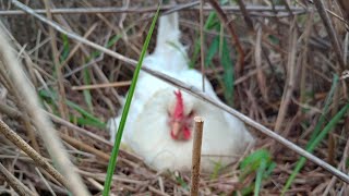 Rabbit drama and Chicken coolness!