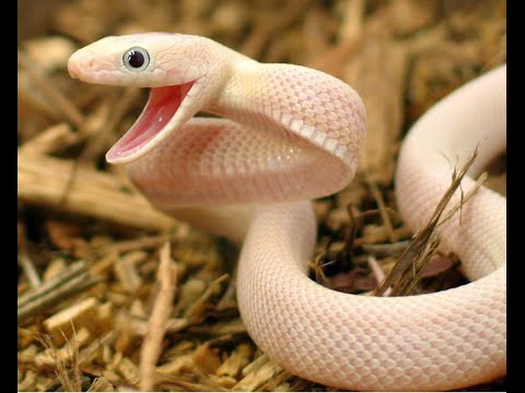 Top 10 Most Beautiful Snakes in the World || World Top 10 Beautiful ...