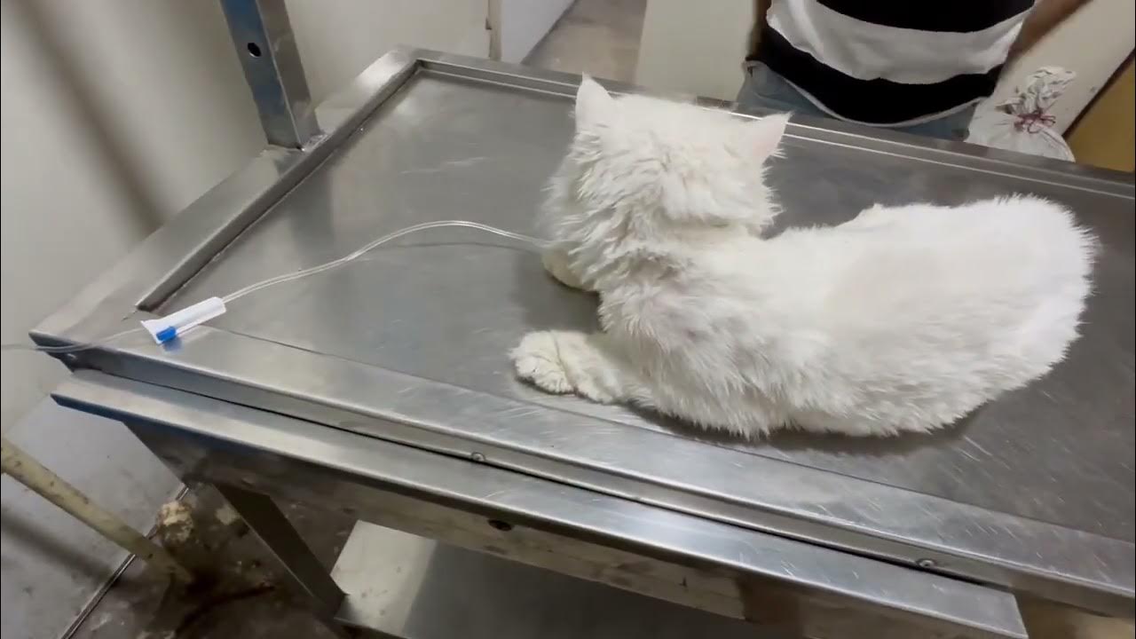 Male Cats Urine Blockage Issue and Importance of Certified Vet Dr YouTube