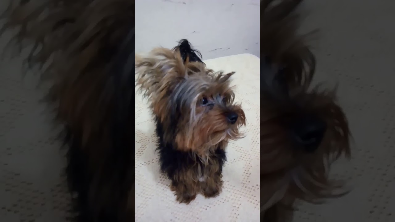 Yorkshire uivando Clearance