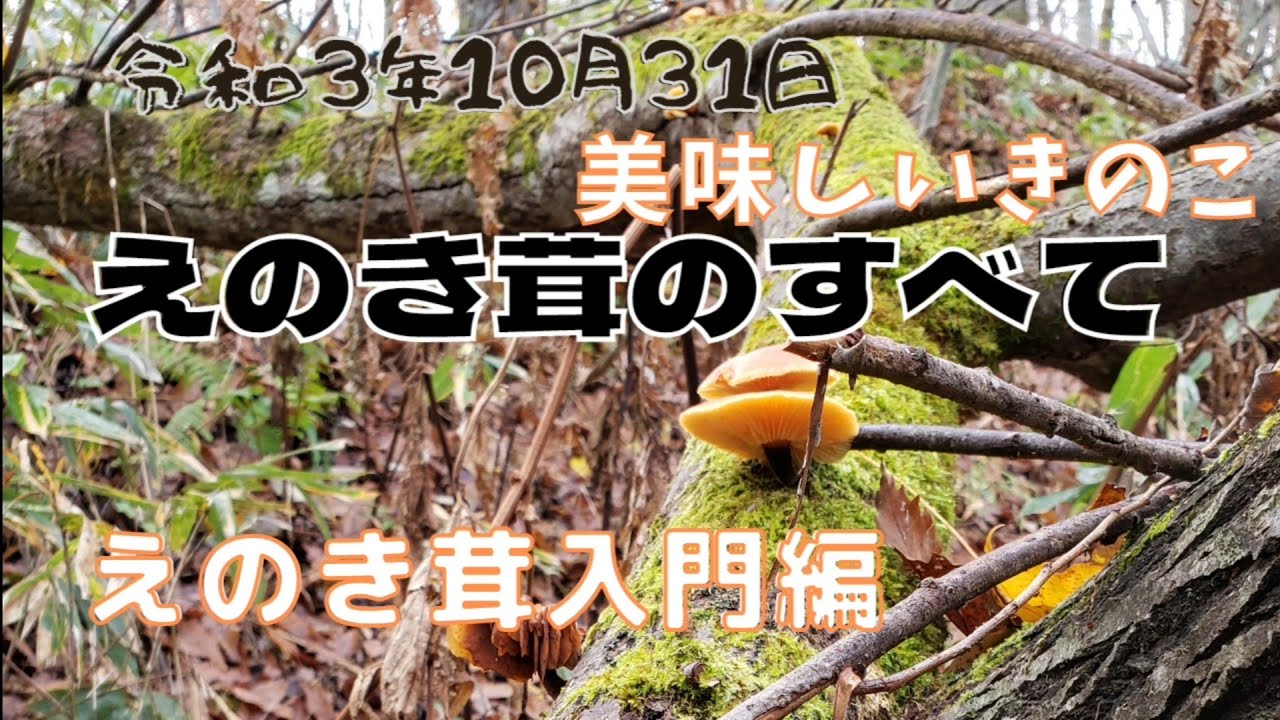 えのき茸のすべて。入門編