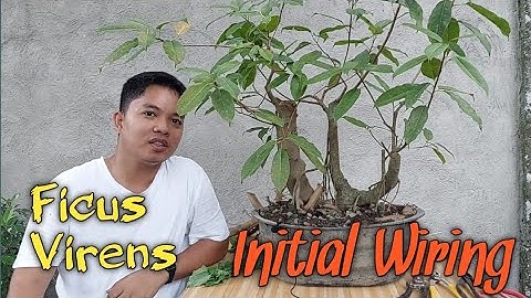 Ficus Virens Workshop: Defoliation and Wiring #bonsai #bonsaitree #ficus #ficusbonsai