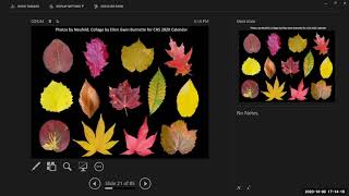 Fall Foliage and Identification with Biology, CAS Fall 2020 Zoomer screenshot 5