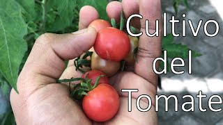 Cultivo del Tomate en Casa || Parte 1 Obtención de las semillas