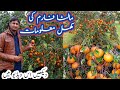 Malta Farm || kino Farm || citrus farm || Malta farming in Pakistan || How to start Malta farming