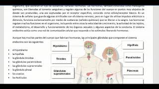 Sistema endocrino