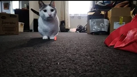 Video 2590591: munchkincat munchkins, cute little munchkin cat, cute munchkin cat playing, cat munchkincat fetch