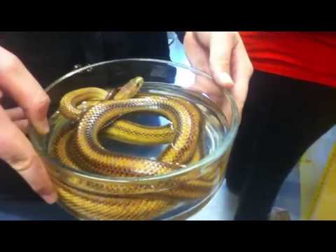 rat snakes in alabama Texas and Yellow Rat snakes on Cleaning Day