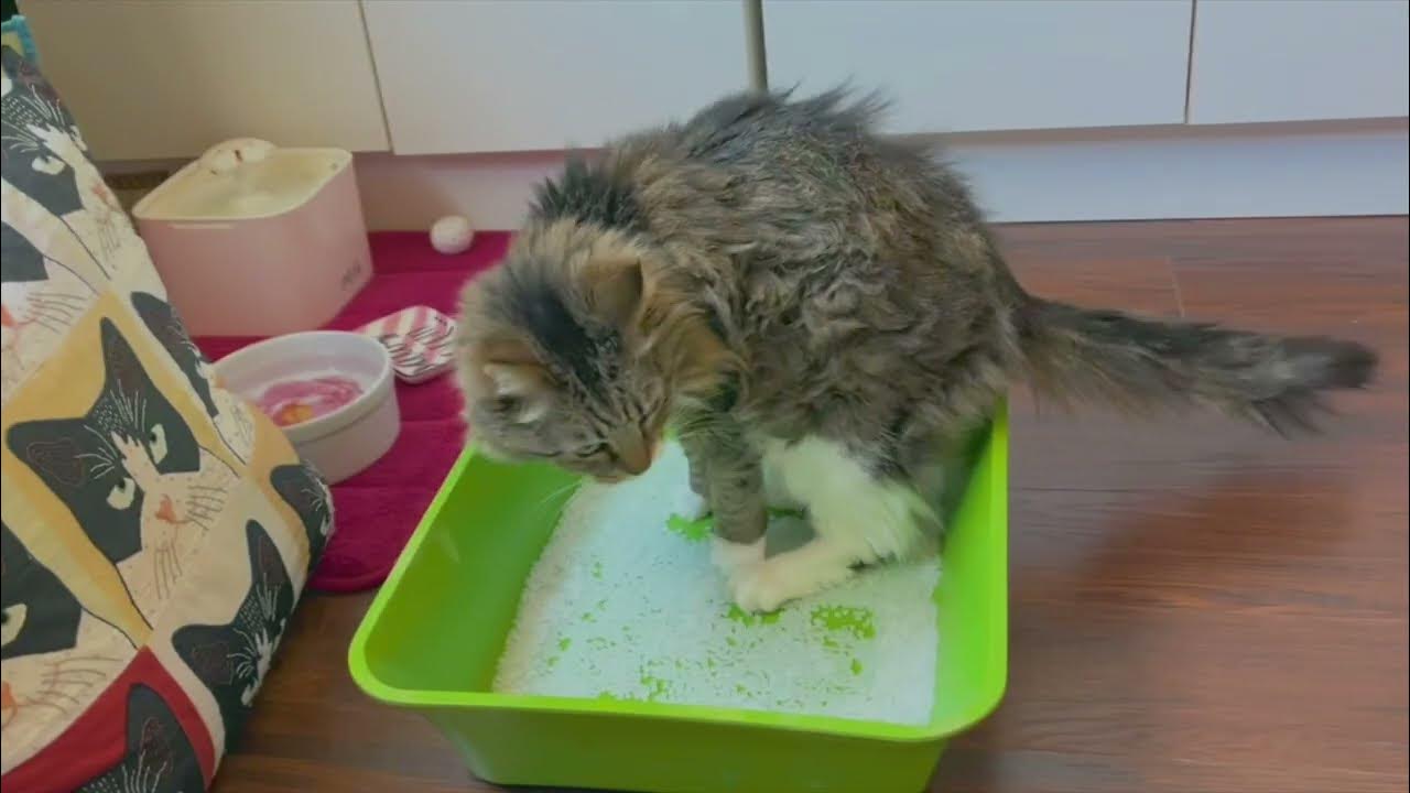 PawCheck Nonabsorbent Cat Litter for Urine Collection YouTube