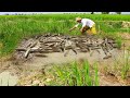 Amazing Fishing - Catch lots of fish under the mud By hand