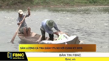FBNC - Sản lượng cá tra giảm 17% so với cùng kỳ 2015