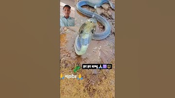 mahakal status bholenath status #mahadev #shivshiv #snake #snake #status #treding #shiv #shivji