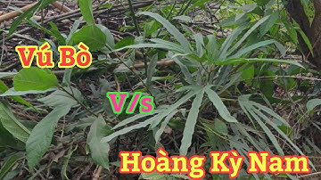 Phân biệt cây Hoàng Kỳ Nam và cây Vú Bò(thảo dược quý của người vùng cao)