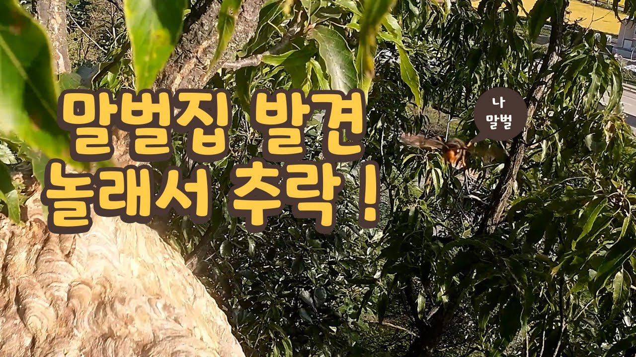 말벌에게 공격받아 드론 추락