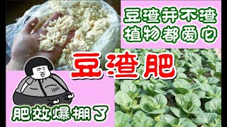 豆渣並不渣植物都愛它 | 豆渣肥的四種做法 | 如何用豆渣做肥料 bean dregs fertilizer