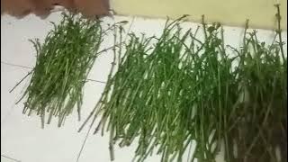 Klon hikmah full ready 