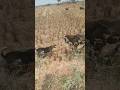 "You won't believe what this Dog did to a Ram! 😱 #nature" #viral #villagevlog,