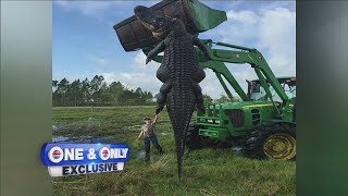 Nearly 14-foot alligator killed during hunt on Okeechobee farm