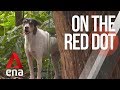 CNA | On The Red Dot | S8 E32: Our lives with dogs - Singapore's street dogs