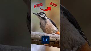 Download Mp3 Gran Canaria great spotted woodpecker Dendrocopos major thanneri #GranCanaria #BirdPhoto #Wildlife Gudang lagu Download Mp3 Gran Canaria great spotted woodpecker Dendrocopos major thanneri #GranCanaria #BirdPhoto #Wildlife