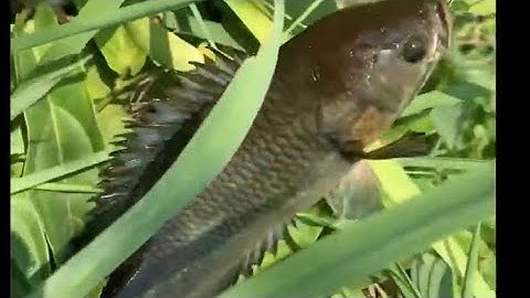 Câu cá rô đồng và trê vàng long an ||Đổ Ngọc Hồ