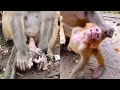 Heartbreaking ! Mom Mum Fight Her Newborn Baby Crying Loudly, Mum Monkey Angry Baby Moment Videos