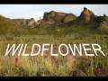 WILDFLOWER by Skylark cover