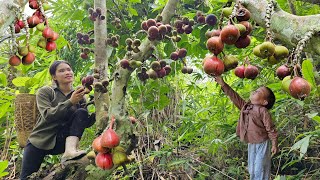 Download Lagu Harvesting Ripe Fig Fruits with Lots of Honey to Sell at Market - Cooking Reserve Food for Piglets. MP3 Download Lagu Harvesting Ripe Fig Fruits with Lots of Honey to Sell at Market - Cooking Reserve Food for Piglets. MP3