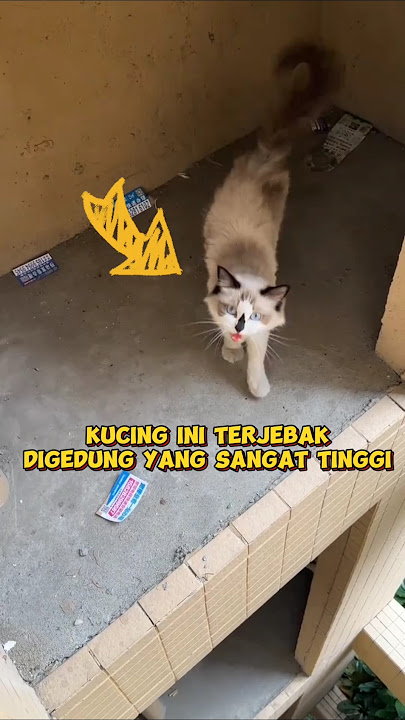 Kucing cantik ini terjebak di atas gedung yang sangat tinggi #shorts #kucing