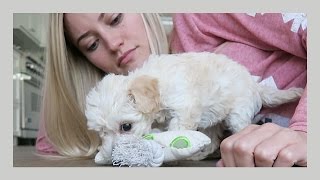 Tiniest puppy in class!! | iJustine