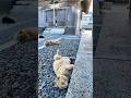 完全に野生を忘れている猫島の猫