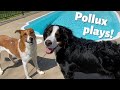 POLLUX HAS A DOG PLAY DATE WITH HIS COUSIN