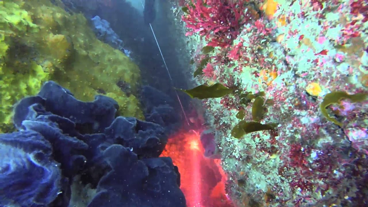 Dive Tauranga 1.04.2014 YouTube