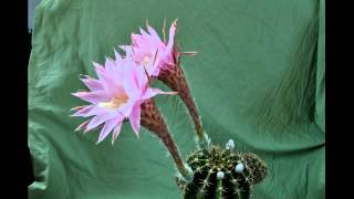 Echinopsis werdermannii