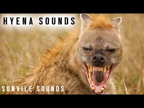 10 Hours Of Hyena Sounds Animal Sounds With Peter Baeten