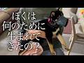 ペットショップで売れ残った子犬の悲しすぎる末路