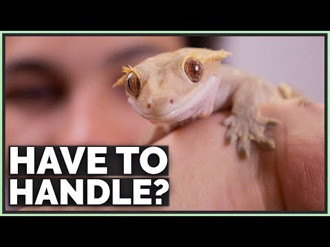 do-you-have-to-handle-your-pet-reptiles?