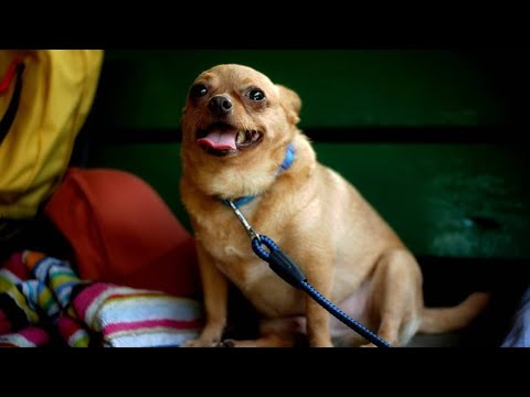 فيديو: كيفية وقف الكلب من الشخير