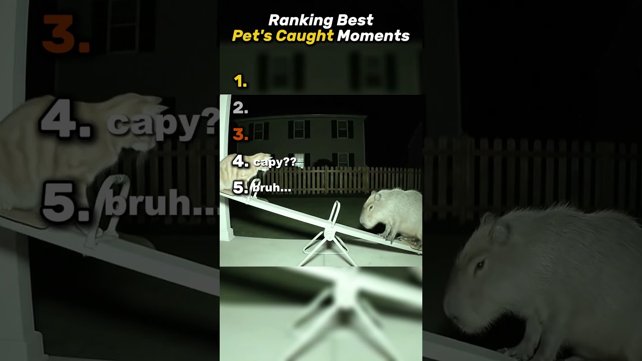 Top 5 Pets Cats Cat Funnyanimals Animals Funnypets Catcore Catsofinstagram Fyp Cute