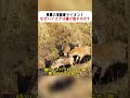 草原の支配者ライオン！ なぜハイエナは逃げ出すのか？ #ハイエナとライオン #草原の生態系 #動物の戦い #ライオンの狩り #自然の掟