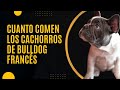 ¿Cuánto comen los cachorros de bulldog francés? | Enfermedadesbulldog.es