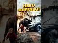 UNBELIEVABLE: Brave Buffalo Saves Child from Car! 😱💔#usa #viral #viralvideo #shorts #fyp
