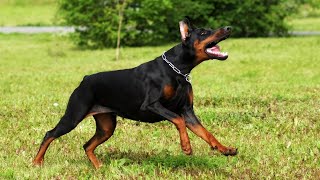 THE DOBERMAN DOG  FATAL FULLY TRAINED GUARD DOG