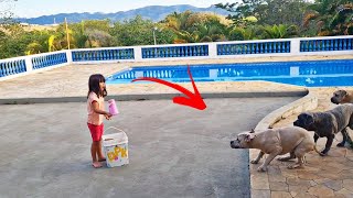 Em Perigo Desafio Da Ração Era Quase Impossível Dragons Pit Kennel