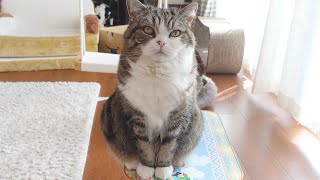 モーニングルーティンとねこ。Maru's Morning Routine.