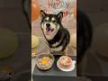 誕生日ケーキが可愛すぎた！🍑6歳になったよ！ #柴犬 #dog #ケーキ #shorts