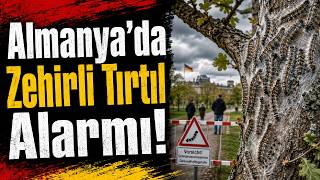 Almanya’da Zehirli Tırtıl Alarmı! - 12 Haziran 2026