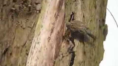 Tree Creepers nest building.