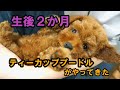 ティーカッププードルの赤ちゃんを迎え入れた日【Eng sub】～The day we welcomed the baby Teacup Poodle～